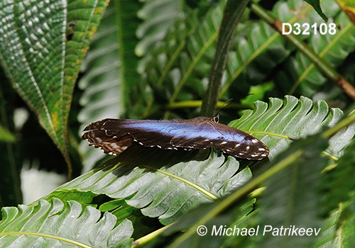 Common Morpho (Morpho helenor)